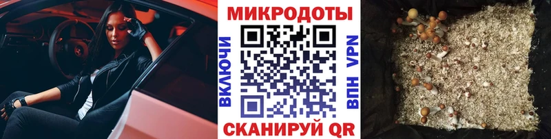 Галлюциногенные грибы Psilocybine cubensis  Гусиноозёрск 